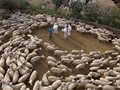 Νέο κρούσμα ευλογιάς των αιγοπροβάτων στην Οξύνεια